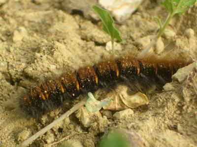 Bombyx de la Ronce (Le), Polyphage (La) Macrothylacia rubi (Linnaeus, 1758)