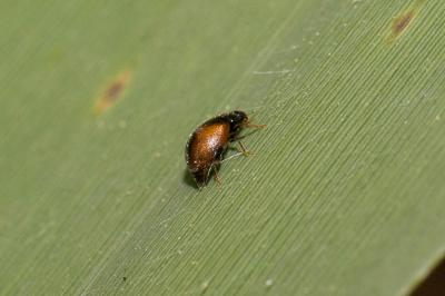  Scymnus suturalis Westman in Thunberg, 1795