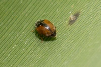  Scymnus suturalis Westman in Thunberg, 1795