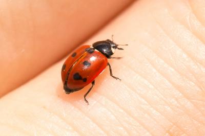  Coccinella undecimpunctata Linnaeus, 1758