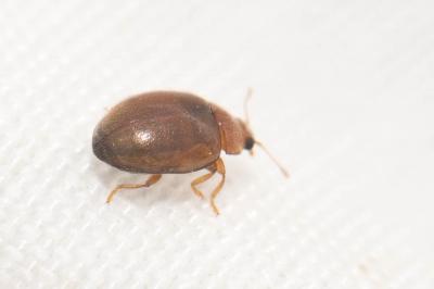  Rhyzobius litura (Fabricius, 1787)