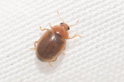  Rhyzobius litura (Fabricius, 1787)