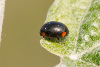  Hyperaspis pseudopustulata Mulsant, 1853