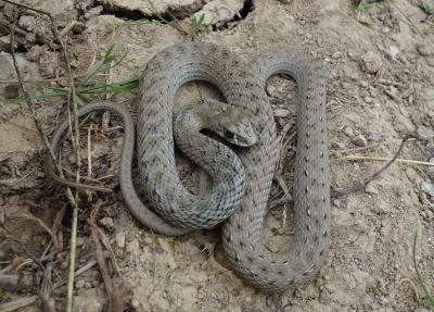 Couleuvre de Montpellier Malpolon monspessulanus (Hermann, 1804)
