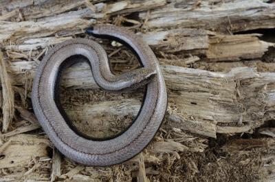 Orvet fragile Anguis fragilis Linnaeus, 1758