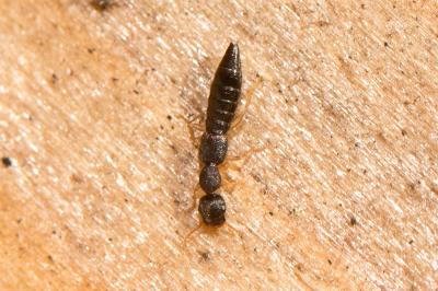  Astenus immaculatus Stephens, 1833