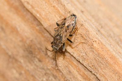  Peritrechus nubilus (Fallén, 1807)