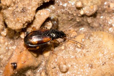  Bembidion tetracolum Say, 1823