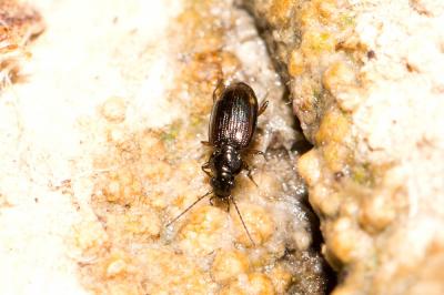  Bembidion guttula (Fabricius, 1792)
