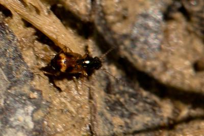  Bembidion articulatum (Panzer, 1796)
