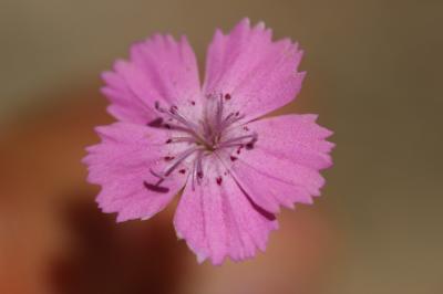 Œillet à poils rudes, Oeillet rude Dianthus scaber Chaix, 1785