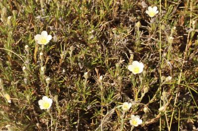 Alsine capillaire, Sabline capillaire Minuartia capillacea (All.) Graebn., 1918