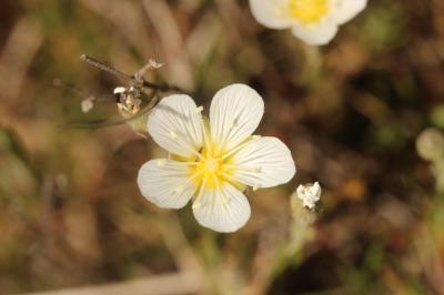 Alsine capillaire, Sabline capillaire Minuartia capillacea (All.) Graebn., 1918