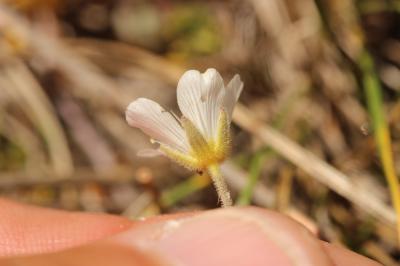 Alsine capillaire, Sabline capillaire Minuartia capillacea (All.) Graebn., 1918