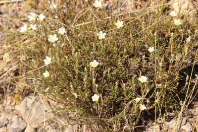 Alsine capillaire, Sabline capillaire Minuartia capillacea (All.) Graebn., 1918