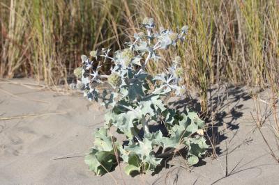 Panicaut de mer, Chardon des dunes, Chardon bleu,  Eryngium maritimum L., 1753