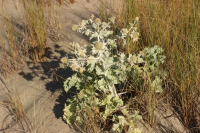 Panicaut de mer, Chardon des dunes, Chardon bleu,  Eryngium maritimum L., 1753