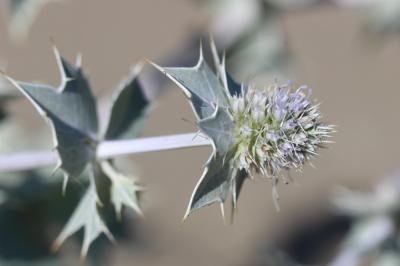 Panicaut de mer, Chardon des dunes, Chardon bleu,  Eryngium maritimum L., 1753