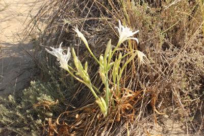 Lys de mer, Lis maritime, Lis des sables Pancratium maritimum L., 1753