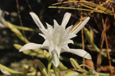 Lys de mer, Lis maritime, Lis des sables Pancratium maritimum L., 1753