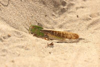 Criquet migrateur, Criquet voyageur, Criquet cendr Locusta migratoria (Linnaeus, 1758)