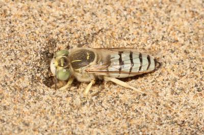  Bembix olivacea Fabricius, 1787