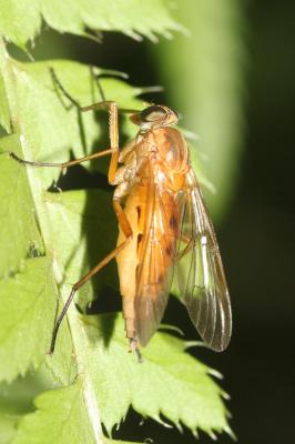  Rhagio tringarius (Linnaeus, 1758)