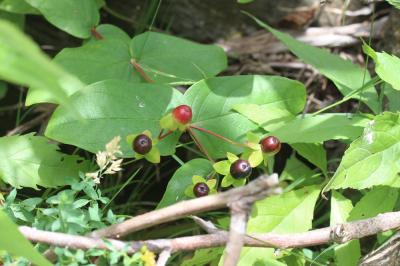 Millepertuis Androsème Hypericum androsaemum L., 1753