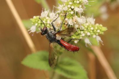  Cylindromyia bicolor (Olivier, 1812)