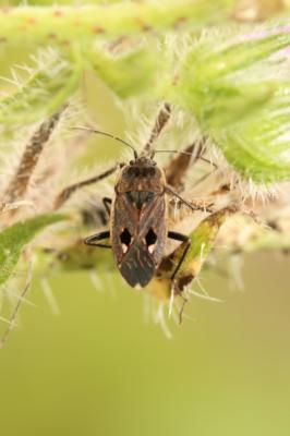  Graptopeltus lynceus (Fabricius, 1775)