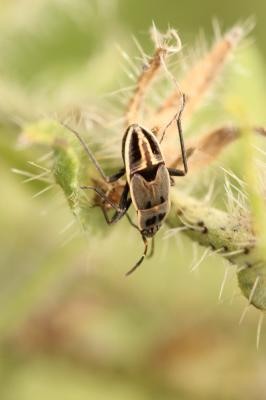  Graptopeltus lynceus (Fabricius, 1775)
