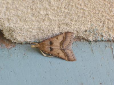  Stemmatophora brunnealis (Treitschke, 1829)