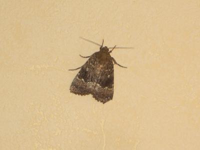 Pyramide (La) Amphipyra pyramidea (Linnaeus, 1758)