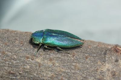 Latipalpe à dos plat Latipalpis plana (Olivier, 1790)
