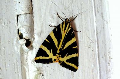 Écaille chinée (L') Euplagia quadripunctaria (Poda, 1761)