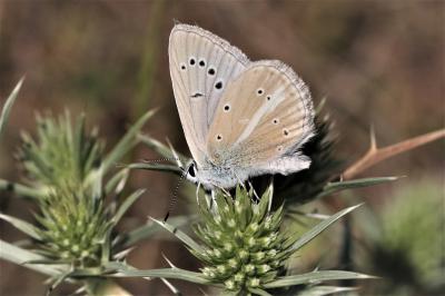 Sablé de la Luzerne (Le), Argus bleu clair (L') Polyommatus dolus (Hübner, 1823)