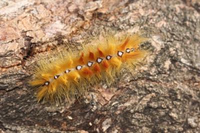 Noctuelle de l'Erable (La) Acronicta aceris (Linnaeus, 1758)