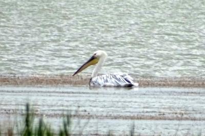 Pélican blanc Pelecanus onocrotalus Linnaeus, 1758