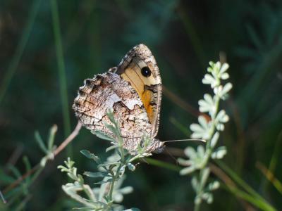 Agreste (L') Hipparchia semele (Linnaeus, 1758)