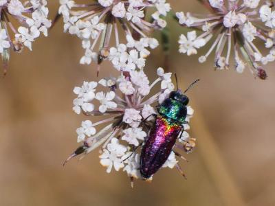  Anthaxia ignipennis Abeille de Perrin, 1882