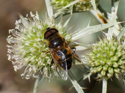 Eristale gluante, Mouche pourceau Eristalis tenax (Linnaeus, 1758)