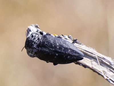 Capnode du Pêcher Capnodis tenebrionis (Linnaeus, 1760)