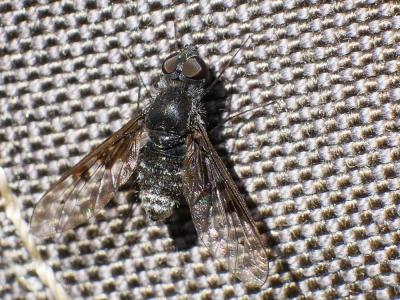  Anthrax trifasciatus Meigen, 1804