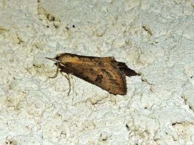  Evergestis isatidalis (Duponchel, 1833)
