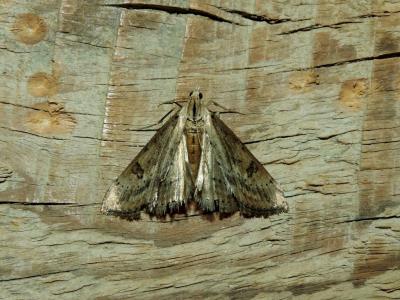 Evergestis isatidalis (Duponchel, 1833)