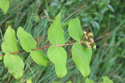 Millepertuis Androsème Hypericum androsaemum L., 1753