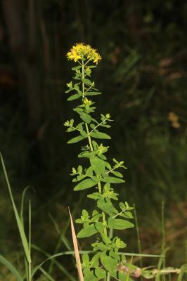 Millepertuis à quatre ailes, Millepertuis à quatre Hypericum tetrapterum Fr., 1823