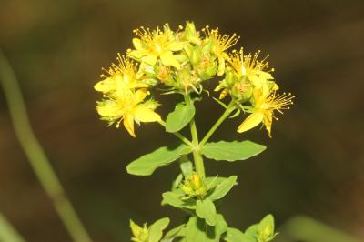 Millepertuis à quatre ailes, Millepertuis à quatre Hypericum tetrapterum Fr., 1823