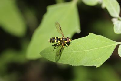  Xanthogramma dives (Rondani, 1857)