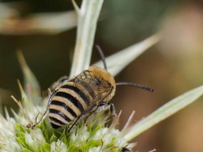  Colletes Latreille, 1802